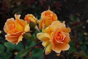 Blossom Roses Romantic green leaf