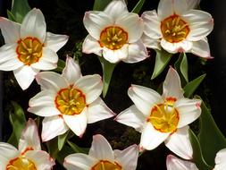 Tulip Spring White orange