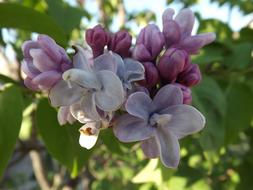 incredibly beautiful Lilith Flower