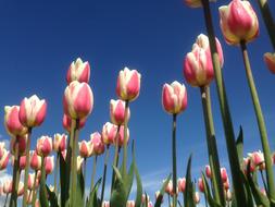 Tulip Rosa