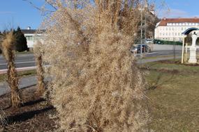 Bush Dry Scrub