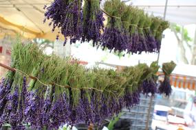 drying lavender in the countryside of provence