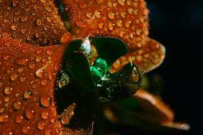 wet Orange Flower Blossom