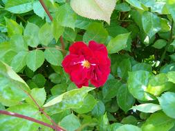 Rose Flower green leaf
