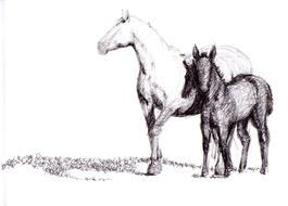 Horse Drawing Pen
