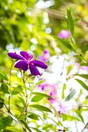 purple chamomile in the garden on a blurred background