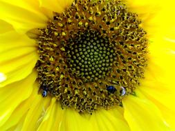 Sunflower Flowers Wildlife