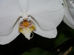 Orchid White Blossom black background