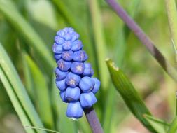 incredible beauty blue Flower Spring