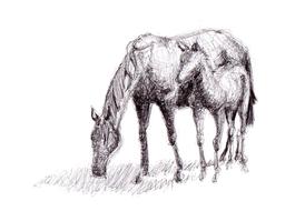 Horse Drawing Pen