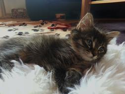 Kitten Cute Concerns