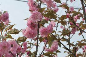 Spring Begonia Ching