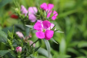 Pods Beautiful pink flowers