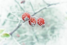 winter berries in the snow