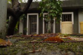 Autumn Falling
