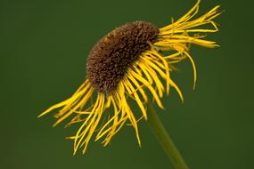 yellow flower with thin petals close-up on a blurred background