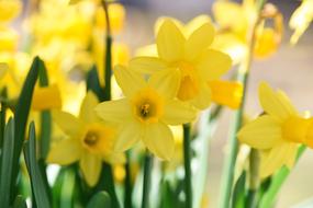 Daffodils Flowers Yellow Spring