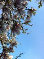 Magnolia Blue Sky