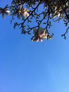 incredibly beautiful Magnolia and Blue Sky