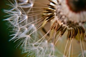 dandelion in detail on a blurred background