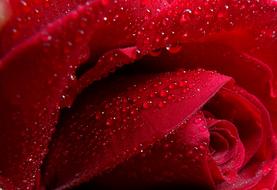 red Rose petals with Dew drops, macro