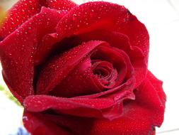 water droplets on a velvet rose