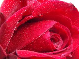 water drops on red velvet rose
