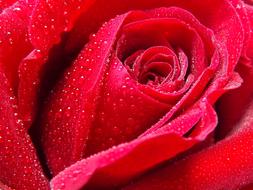 Dew on rose petals, macro