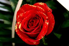 cute Rose Red Petals