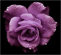 Rose Purple Romantic water drops