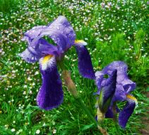 Fleur-De-Lis A Bluish-Purple