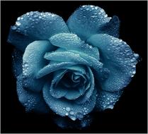 Rose blue black background