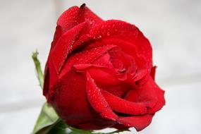 red Rose with Dew drops at grey blur background