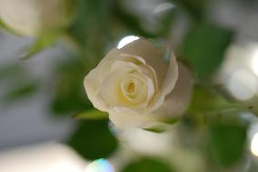 Rose Flower White Shrub green leaf