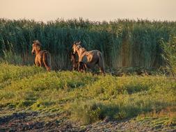 Horses Grass