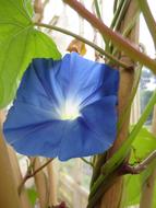 Flower Blue sun