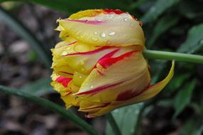 Tulip Flowerwater drops