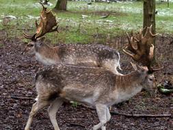 Reindeer walking in the woods