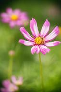 Spring Flower in the garden on a blurred background