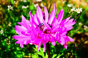 Anemone Pink Blossom green background