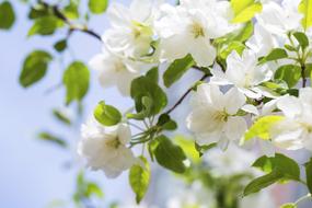 Begonia Flower white