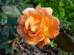 Flower Rose Summer orange