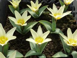 tulips with pointed petals on the soil