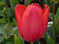 Red Tulip Flower and green leaves