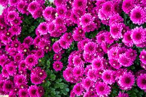 wondrous Flowers Daisy