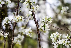 Flower cherry white
