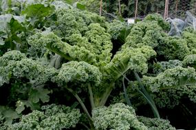 Greens blooming in the garden