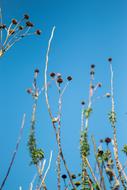 Chrysanthemum Die Blue Sky