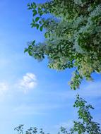 Sky Flowers White Flower