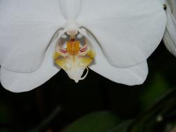 Close-up of the beautiful, blossoming, white orchid flower, with the colorful core